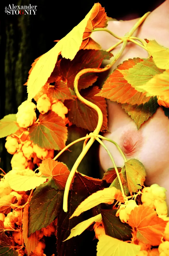 Осенний хмель, 