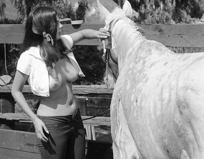 Дача, сено, кони, трактор, 