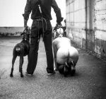 На прогулку, Сабмиссив