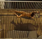 Photographer Viktor Korneev., Erotique